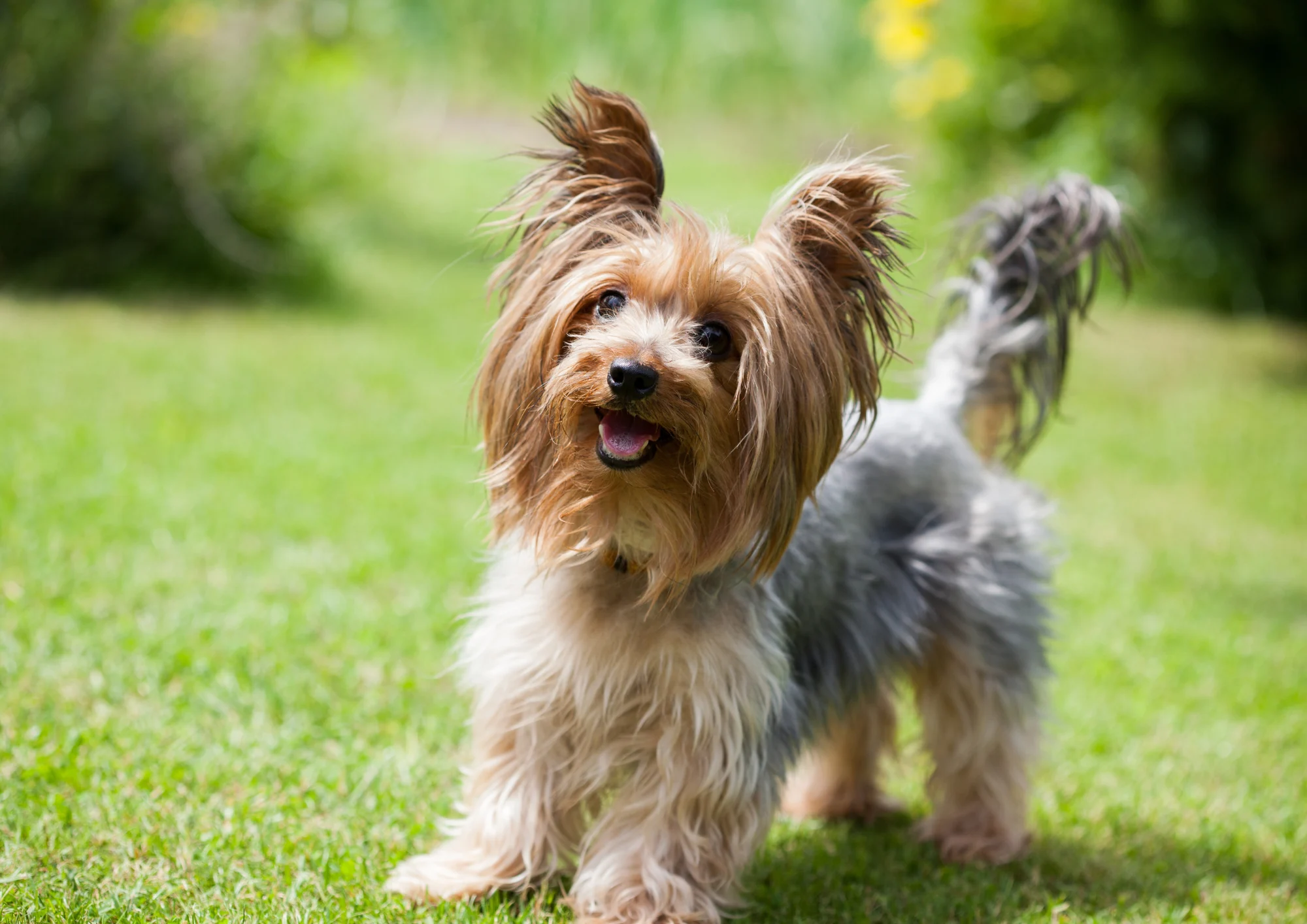 Chien de race Terrier du Yorkshire